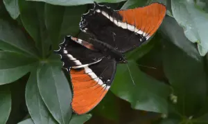 Motyl o pomarańczowo-czarnych skrzydłach z białymi pasami, odpoczywający wśród zielonych liści. Wspaniały widok z motylarni w Krakowie.