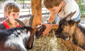 Dzieci głaszczą prosiaczka na farmie agroturystycznej ze zwierzętami gospodarskimi.