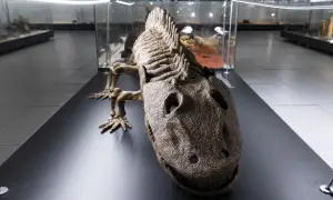 Szkielet pradawnego gada w muzeum dinozaurów Kraków. W gablotach widać inne eksponaty.