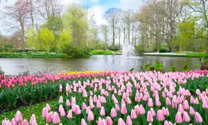 Kiedy kwitną tulipany w Holandii, park rozkwita feerią barw. Różowe i żółte kwiaty otaczają staw z fontanną, tworząc malowniczy widok.