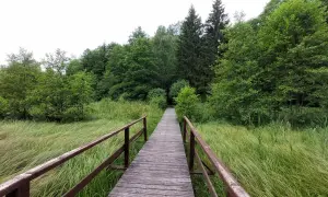 Drewniany pomost prowadzi przez malownicze łąki i lasy, odkrywając urokliwe suwałki atrakcje.