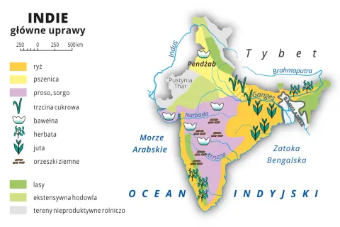 Mapa pokazuje główne uprawy w Indiach, kraju znanym z różnorodności rolniczej: ryż, pszenica, trzcina cukrowa, bawełna, herbata i inne.