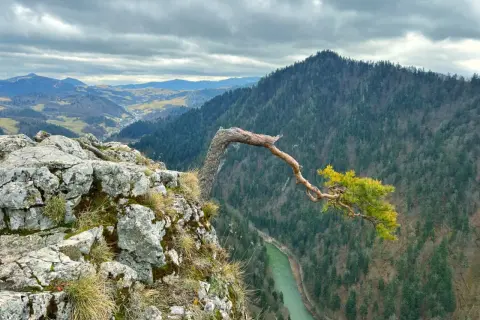 Widok z punktu widokowego na trasie w Szczawnicy. Skalisty brzeg, powykrzywiana sosna i dolina Dunajca.