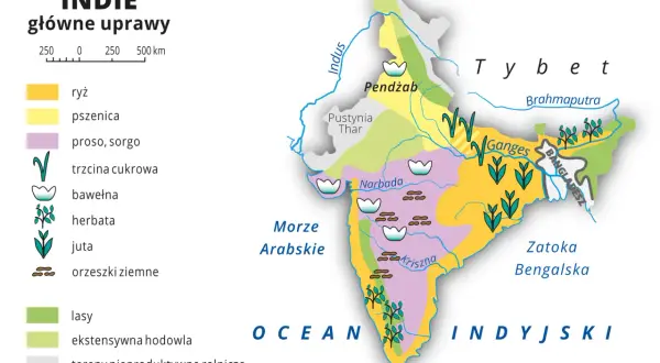 Mapa pokazuje główne uprawy w Indiach, kraju znanym z różnorodności rolniczej: ryż, pszenica, trzcina cukrowa, bawełna, herbata i inne.