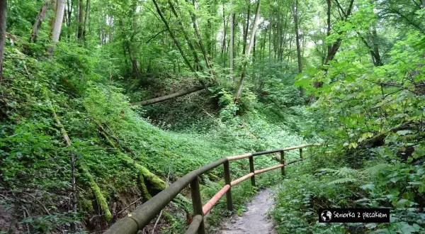 Leśna ścieżka z barierką, prowadząca przez wąwóz porośnięty bujną zielenią. Jedna z urokliwych **nałęczowskich atrakcji** przyrodniczych.