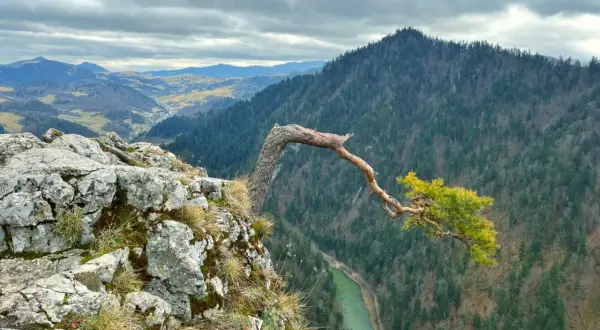 Widok z punktu widokowego na trasie w Szczawnicy. Skalisty brzeg, powykrzywiana sosna i dolina Dunajca.