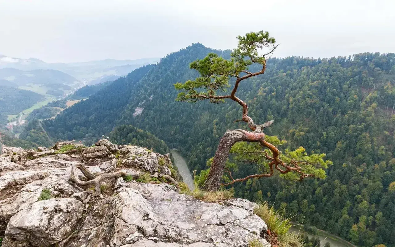 Widok na przełom Dunajca z charakterystycznym drzewem na skale. Niezwykłe szczawnica atrakcje dla miłośników przyrody.