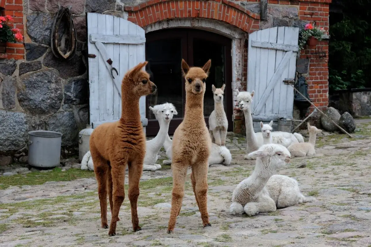 Urocza gromadka alpak na podw&oacute;rku agroturystyki ze zwierzętami gospodarskimi.