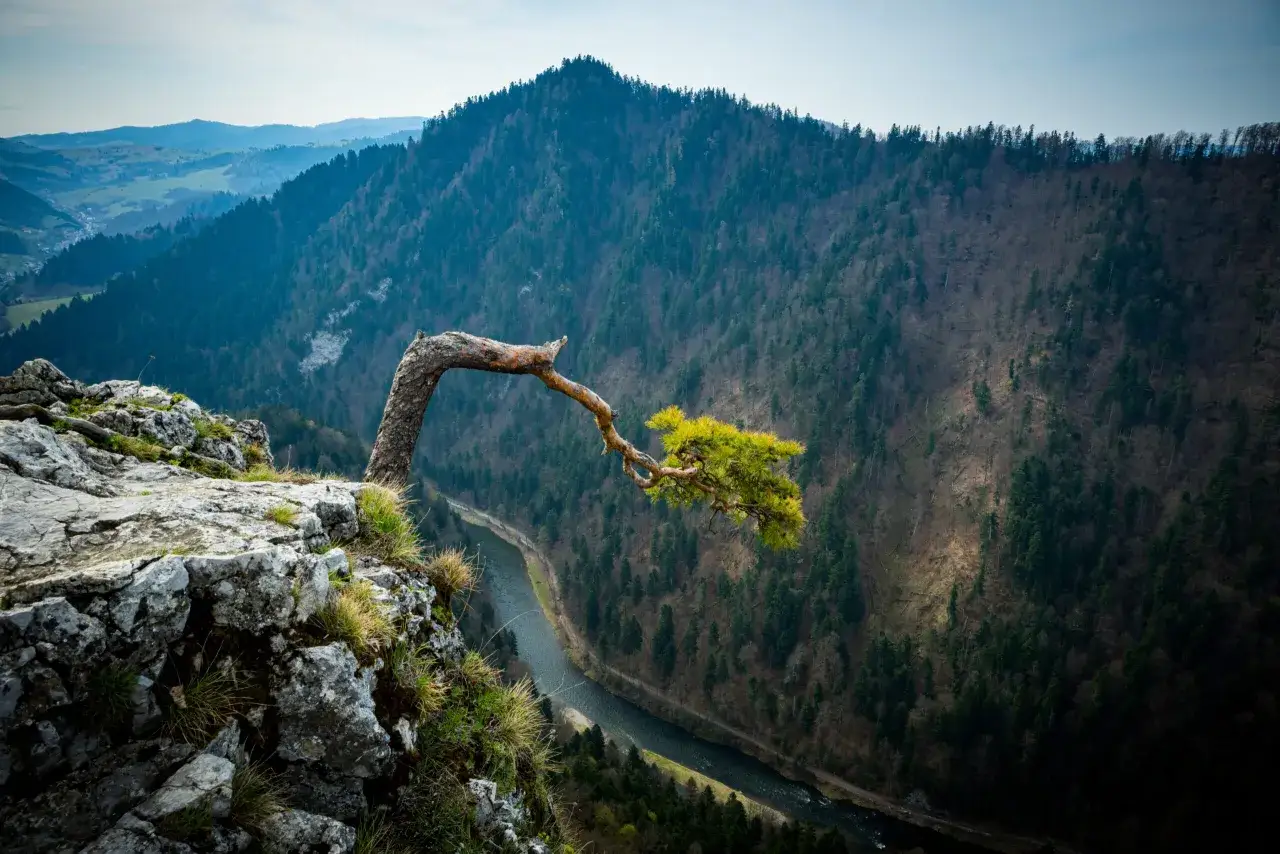 Pieniny co warto zobaczyć: malowniczy przełom Dunajca i samotna sosna na skale. Widok zapiera dech w piersiach!