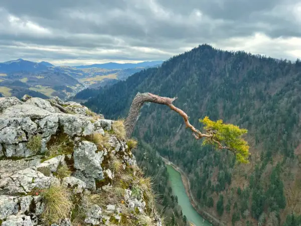 Widok z punktu widokowego na trasie w Szczawnicy. Skalisty brzeg, powykrzywiana sosna i dolina Dunajca.